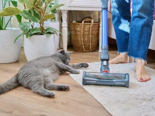 From wine to whining pets - keeping your carpet clean in all scenarios