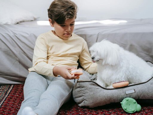 Brain-Stimulating Toys for Dogs