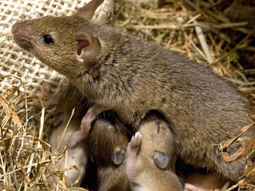 Everything You Need to Know About Mice Nests