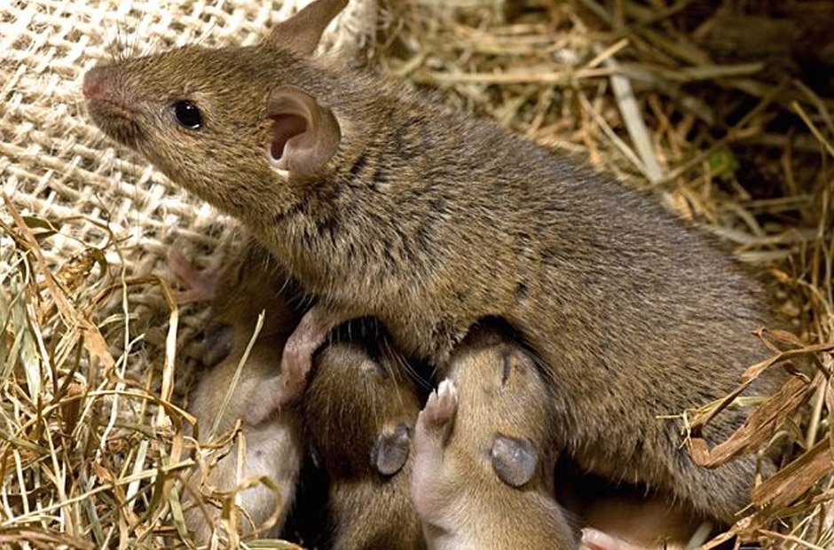 Everything You Need to Know About Mice Nests